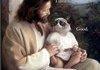 Grumpy Cat