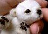 Newborn Polar Bear