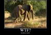 Elephant on Viagra