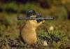 LOOKOUT!!!
