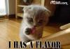 kitty flavor