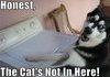 No Kitteh