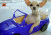 Sexy Chihuahua