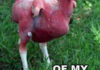 she wants da cock