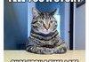 Cats are good storytellers
