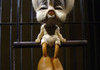 Tweety Bird A few years later