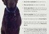 Canine Commandments