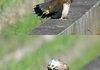 Hawk Walk