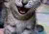 Laughing Cat