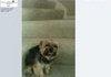 Troll dog