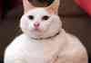 Cute Animal Compilation One