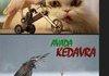 LoL animals 2