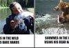Bear vs Bear