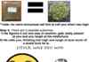 Weed Prank Oregano