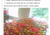 Looks Like We Have Some Tomatoes