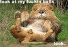 look at my balls