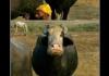 Serious cow