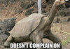 Lonesome George