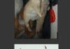 Crappy Taxidermy 2