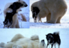 Polar bear