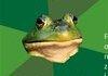 Foul Bachelor Frog