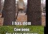Funny animal pics