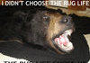 I didn't choose the rug life.