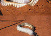 Snake nomnomnom