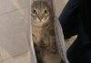 just a cat in a bag