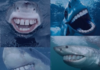 Sharks with Human Teeth