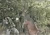 Deer Vs Hunter