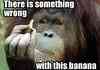Ponder monkey