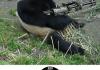 Help the Pandas