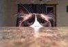 my cat