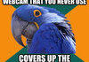 paranoid parrot webcam