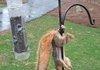 How do I squirrel?