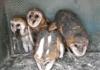 Owls are crazy