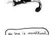 honesty cats