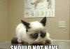 Grumpy cat