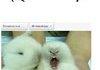:') .... OH DEAR GOD