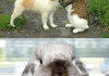 Awkward animals