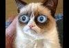 Rape Sloth meets grumpy cat