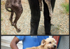Cedar, before and after rescue