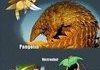 real life pokemon
