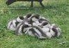 pile of <b>cute</b>