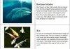 10 longest living animals