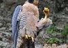FALCON~Foiled. . .