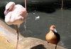 Confused duck