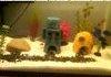 dat aquarium
