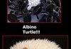 Albino Animals